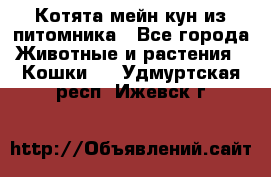 Котята мейн-кун из питомника - Все города Животные и растения » Кошки   . Удмуртская респ.,Ижевск г.